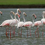 BucketList + See Pink Flamingos In Their ... = ✓