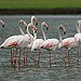 BucketList + See Pink Flamingos In Their ... = ✓