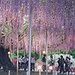 BucketList + Wisteria Flower Tunnel, Japan = ✓