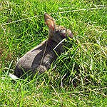 BucketList + Get A Bunny = ✓