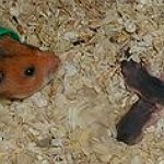 BucketList + Own A Hamster = ✓