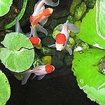 BucketList + Own A Goldfish = ✓