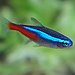 BucketList + Own Tropical Fish = ✓
