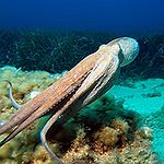 BucketList + Eat Octopus = ✓