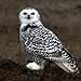 BucketList + Have An Owl Fly Alongside ... = ✓