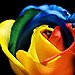 BucketList + Make A Rainbow Rose = ✓