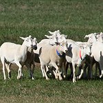 BucketList + To Have Some Sheeps Of ... = ✓