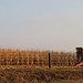 BucketList + Walk Through A Corn Maze. = ✓