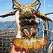 BucketList + Eat Lobster In Maine = ✓