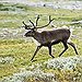 BucketList + Caribou Hunting In Alaska = ✓