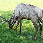 BucketList + Elk Hunting In Colorado = ✓