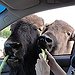 BucketList + Go On A Safari In ... = ✓