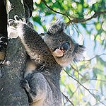 BucketList + Cuddle A Koala Bear = ✓