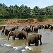 BucketList + Ride On An Elephant = ✓