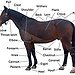 BucketList + Ride A Horse True The ... = ✓