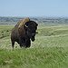 BucketList + Go To The Badlands National ... = ✓