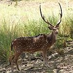 BucketList + See A Deer & Baby ... = ✓