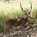 BucketList + See A Deer & Baby ... = ✓