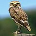 BucketList + Hear An Owl = ✓