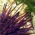BucketList + Eat Sea Urchin = ✓