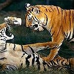 BucketList + Own A Tiger = ✓