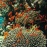 BucketList + Scuba Dive = ✓