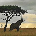 BucketList + See Wild Animals On The ... = ✓