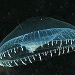 BucketList + See Bioluminescent Bay In Puerto ... = ✓