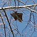BucketList + See A Pteromys Momonga Or ... = ✓