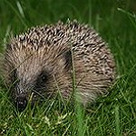 BucketList + Hold A Hedgehog = ✓