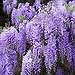 BucketList + Visit Lavender Fields = ✓