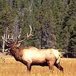 BucketList + Hunt Elk In Alaska = ✓