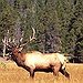 BucketList + Hunt Elk In Alaska = ✓