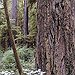 BucketList + See The Redwood And Sequoia ... = ✓