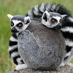 BucketList + Watch Madagascar In Madagascar = ✓