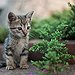 BucketList + Adopt A Kitten. = ✓