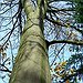 BucketList + Carve Name Into A Tree = ✓