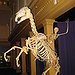 BucketList + Articulate A Reptile Skeleton = ✓