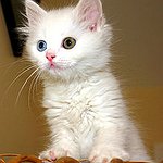 BucketList + Breed Persian Cat = ✓