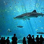 BucketList + Swim With Sharks = ✓