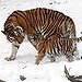 BucketList + Buy A Tiger For $7,500 = ✓