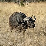 BucketList + Go On A Photo Safari ... = ✓