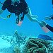 BucketList + Go Snorkeling At The Great ... = ✓