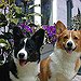 BucketList + Get A Corgi = ✓