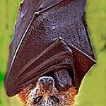 BucketList + Cuddle A Bat = ✓