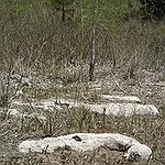 BucketList + Visit Big Cypress National Preserve = ✓