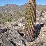 BucketList + Try Cactus = ✓