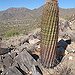 BucketList + Try Cactus = ✓