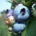 BucketList + Grow Blueberries = ✓