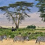 BucketList + Go On A Safari In ... = ✓